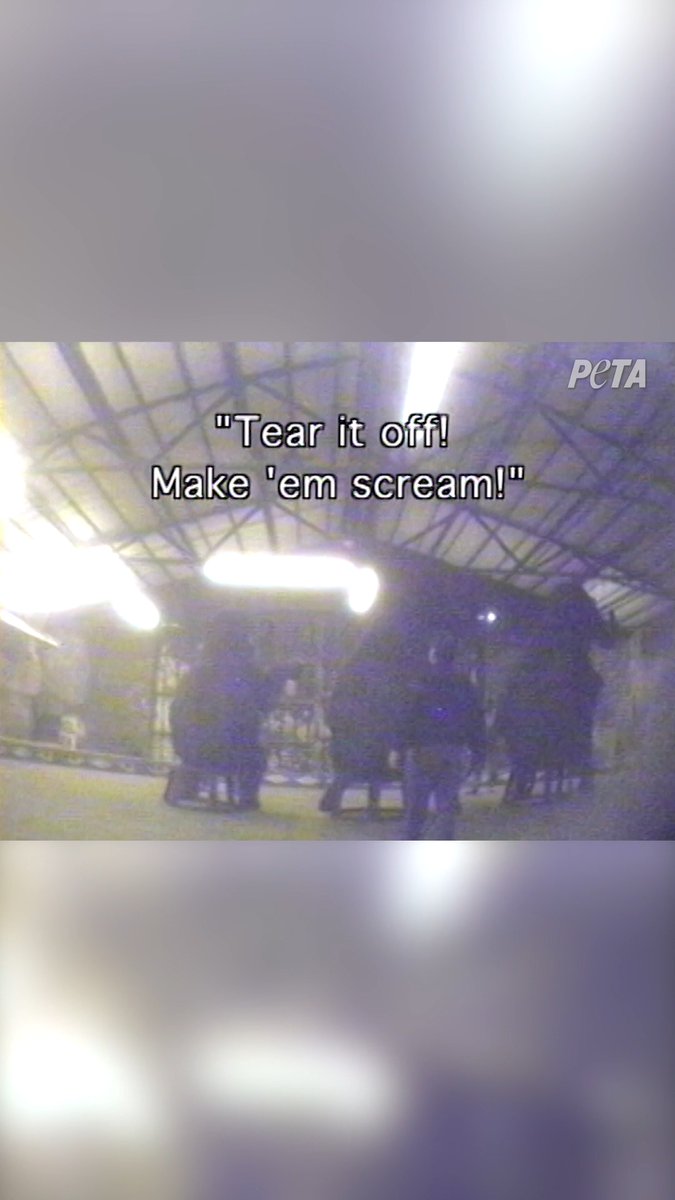 Here’s a glimpse into how animals are treated for Shriners International circuses.