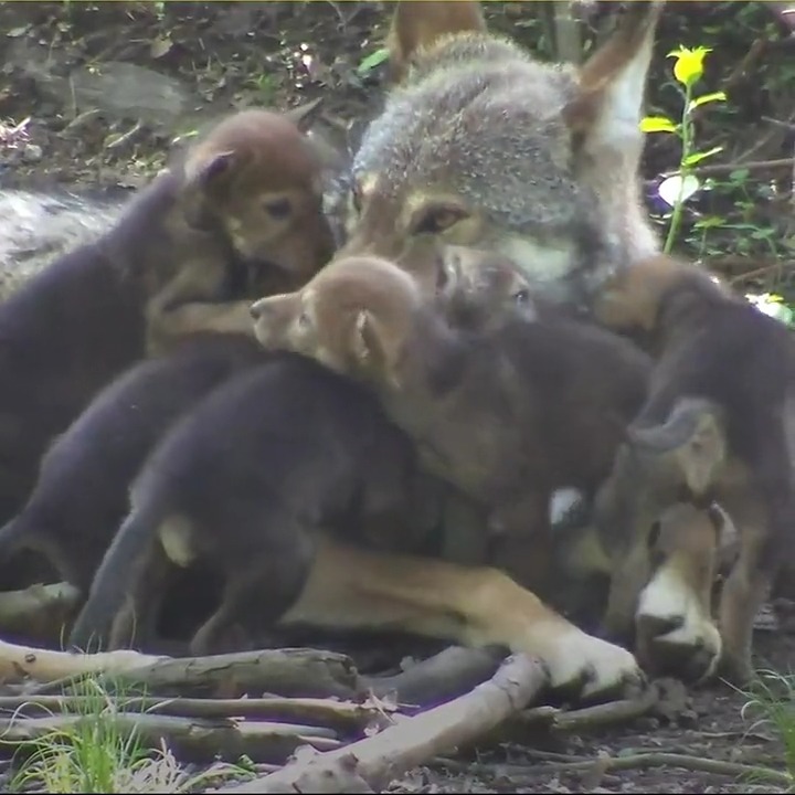 Did you know that wolves use babysitters? 🐺 Older siblings (like the one featured) assist their parents in rearing their pups by regurgitating food for them, playing with them, + protecting them. For wolves, family is everything.