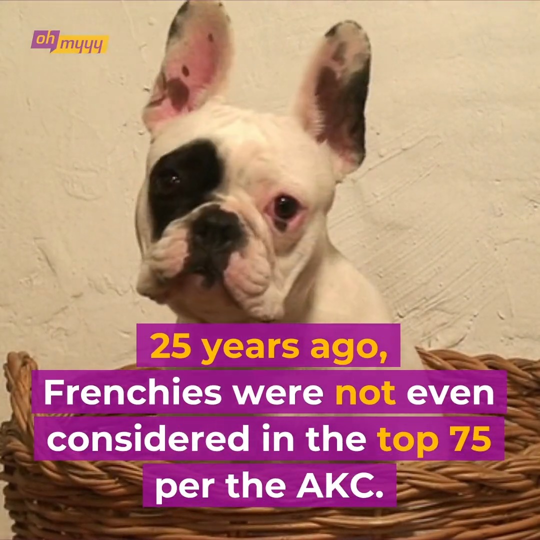 OK dog lovers, what's your favorite breed of dog?