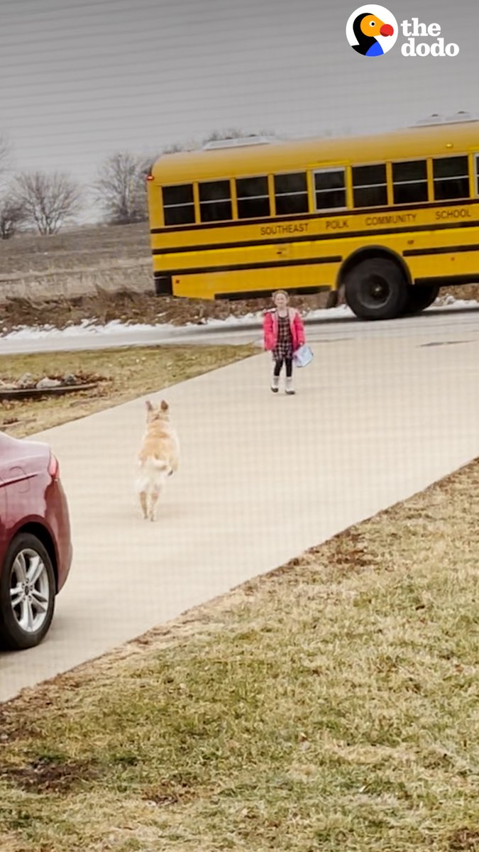 Golden retriever walks his sister to the school bus every morning — and has the best reaction when she gets home 💛