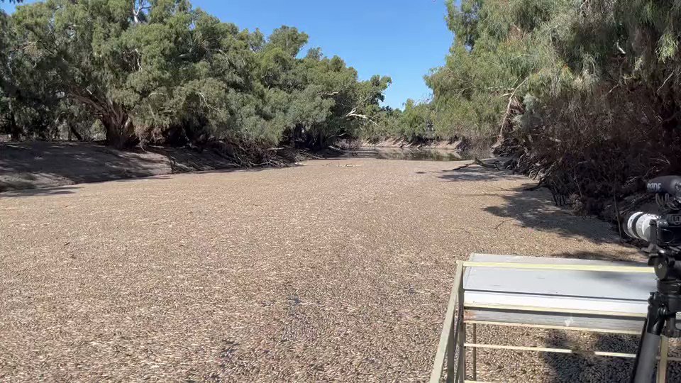 Just astounding - an ecosystem collapse event &amp; no emergency response. Look at it! I can’t believe not 1 Minister or responsible MP with levers to engage a logistics response has turned up or is doing a thing! Dominic Perrottet Anthony Albanese James Griffin MP Tanya Plibersek #nswpol