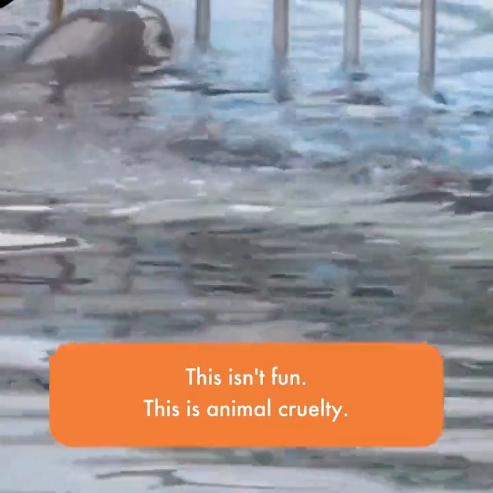 Wild animals belong in the wild, not in captivity. #EmptyTheTanks