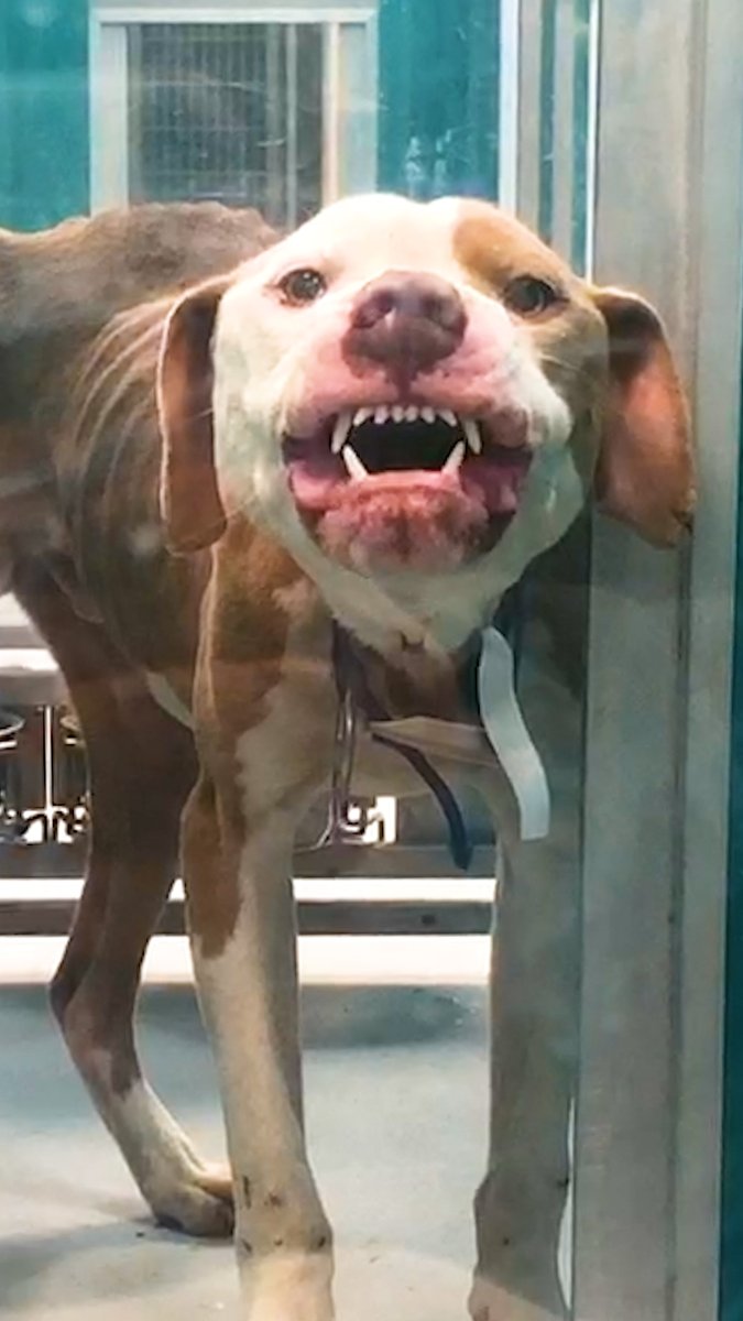 When this "aggressive" pittie melts into his foster dad's lap ❤️ ❤️ ❤️