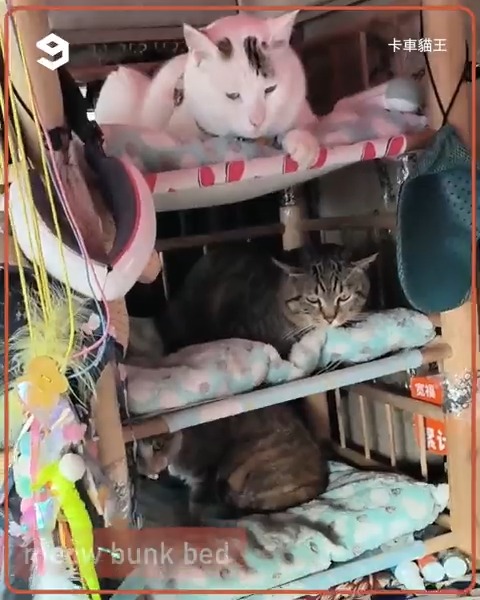 meow on the road
