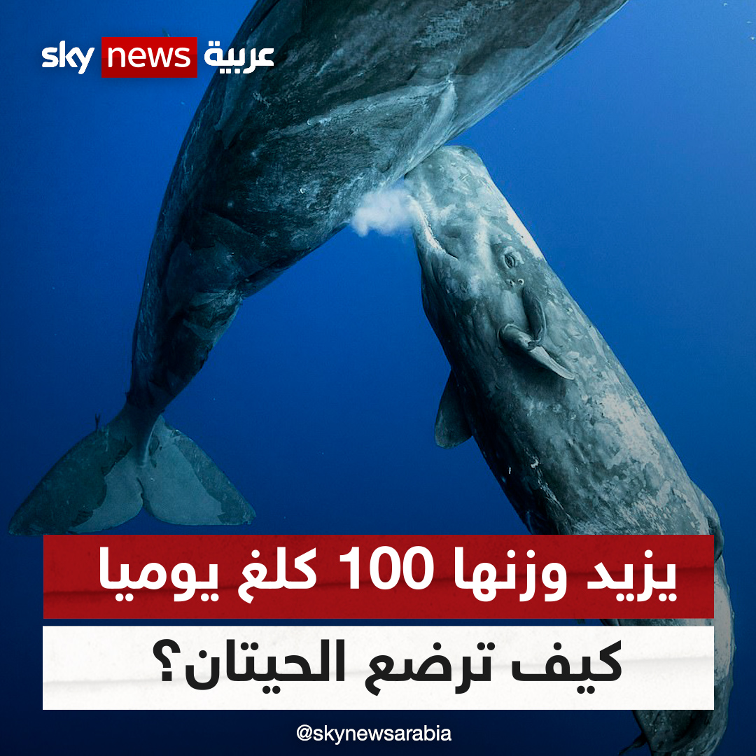 رضيع الحوت الأزرق يحتاج 570 لتر حليب يومياً مما يجعل وزنه يزيد 100 كيلو كل يوم حتى يصل لمرحلة البلوغ ويصبح وزنه أكثر من 170 طن. أما حوت العنبر فإن حليب الأم يخرج منها كمعجون يبتلعه صغيرها كلُقيمات. والعلماء محتارين بسبب قدرة الحيتان الهائلة لإنتاج الحليب.