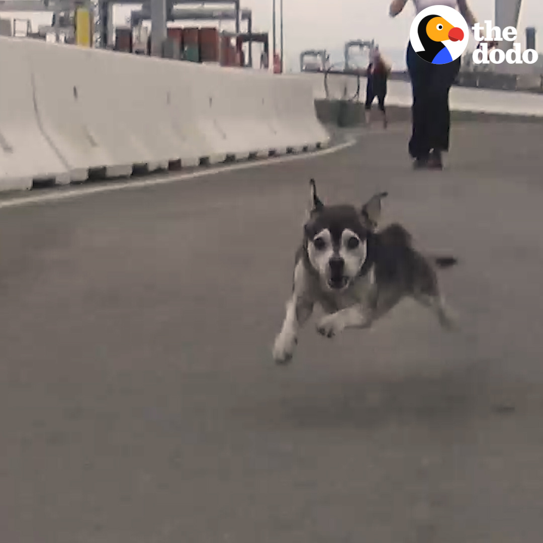 Dog who hasnโt been touched in two years lets someone pet him for the first time โค๏ธ Hope For Paws