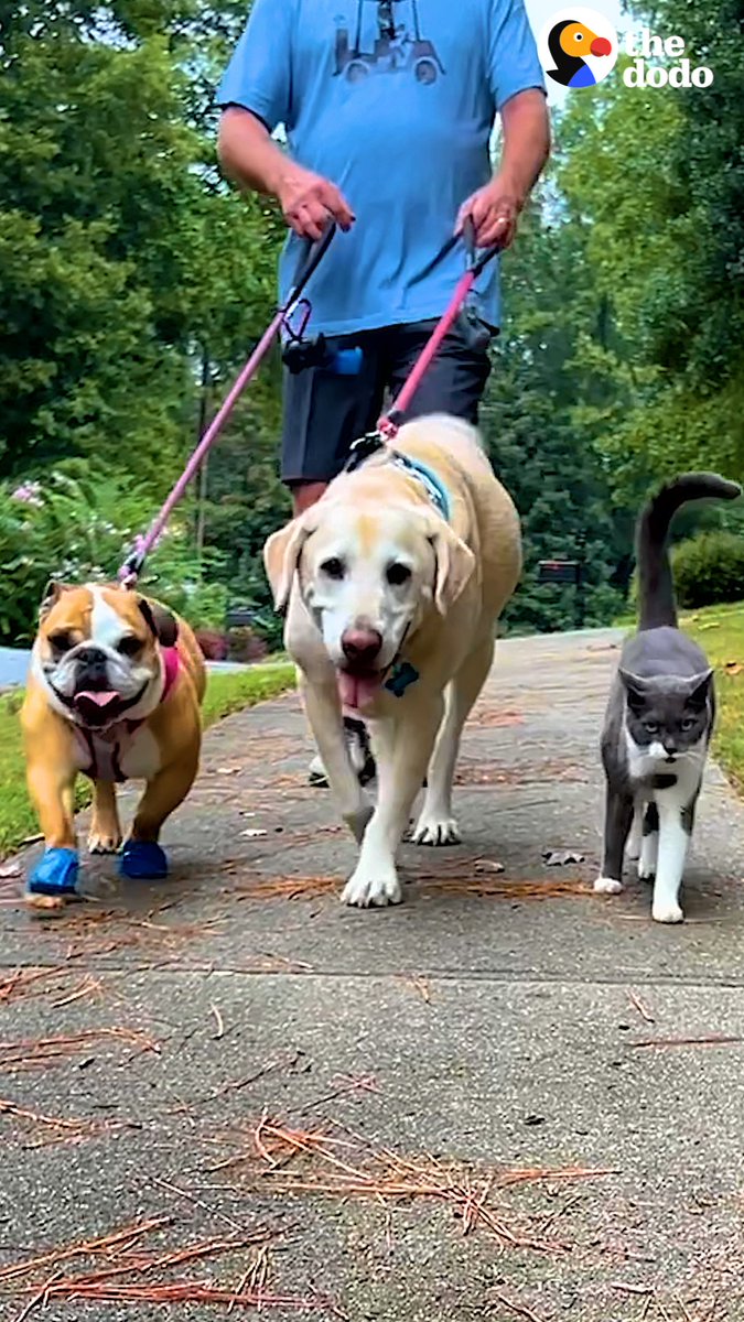 Neighborhood cat crashes these two dogs’ walk every day — then he follows them into their house... ❤️