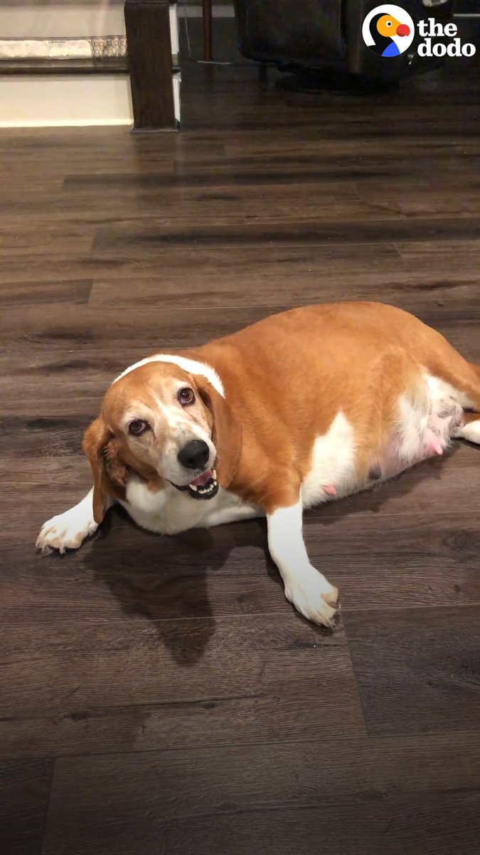 Pregnant basset hound has the cutest puppies in her foster home — guess what breed the dad was!