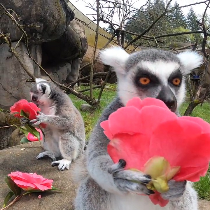 Behold, the lemurgence of spring