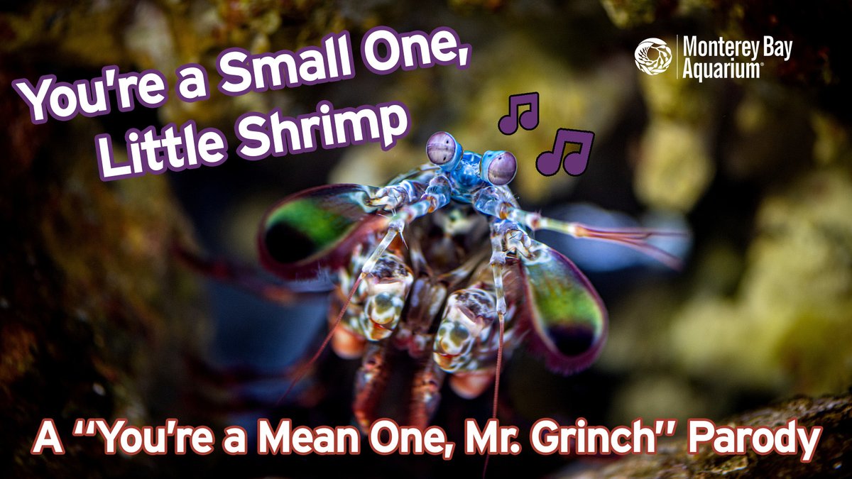 Shrimp. Shramp. Shrump! Shellebrate the wonderful world of shrimp (and their friends) with this playful parody of “You’re a Mean One, Mr. Grinch”. If you weren’t shrimpressed before, we’re sea-rtain this song will krilly change your tune! ▶️: