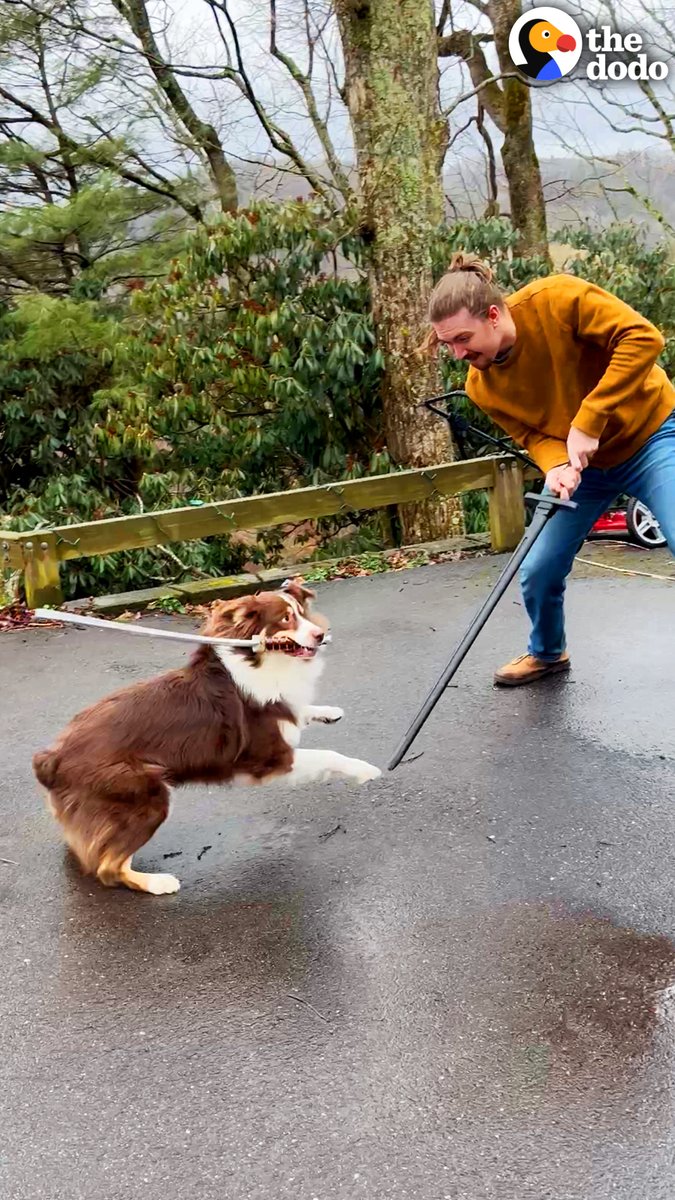 Dog saw her parents sword fighting — and decided she needed her own sword to WIN! 😍