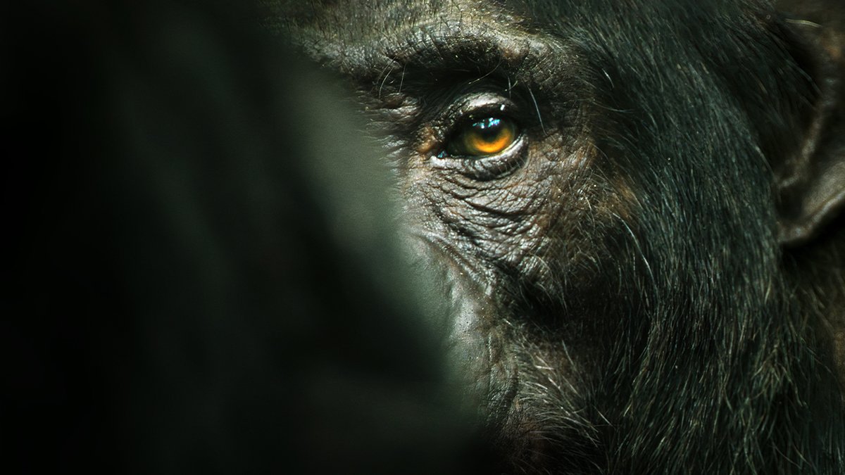 To live in the jungle you must fight to survive. Narrated by Mahershala Ali and from the co-director of My Octopus Teacher, Chimp Empire premieres April 19