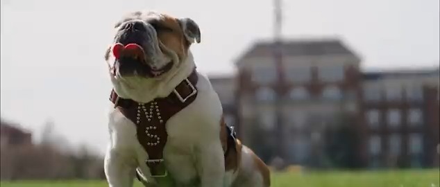 Introducing Dak - Bully XXII, Dak! #HailState🐶