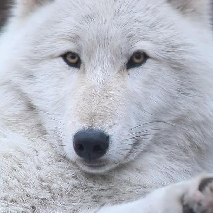 This guy 🐺