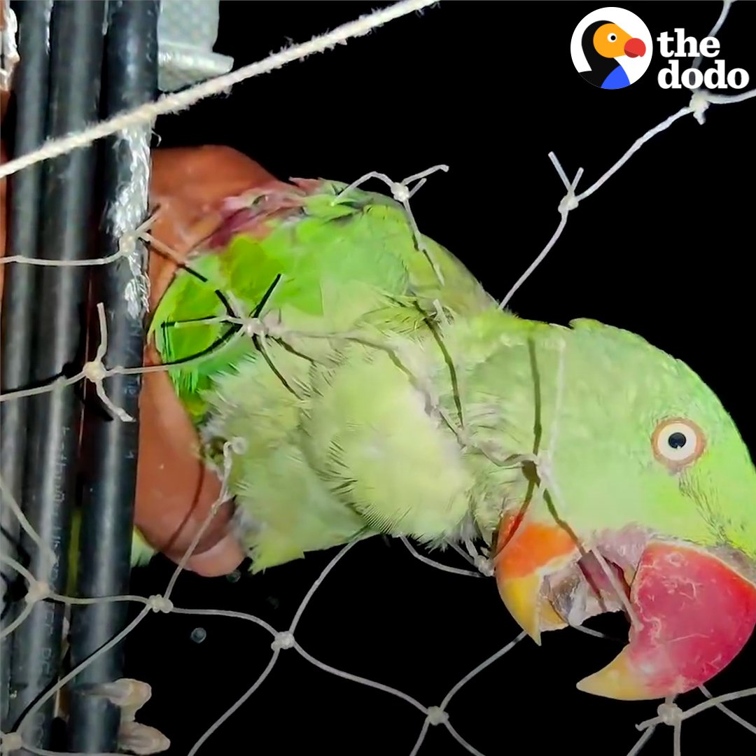 Guy saves a wild parrot tangled in a net — and gives him a sip of water and tomato before he flies home 🍅💗