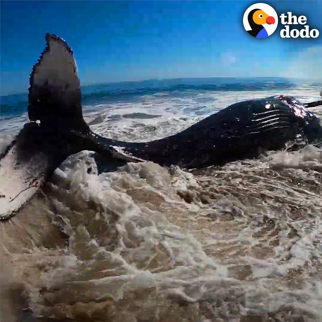 It took 4 hours to roll this huge whale back into the ocean — watch when he finally flaps his tail 💙