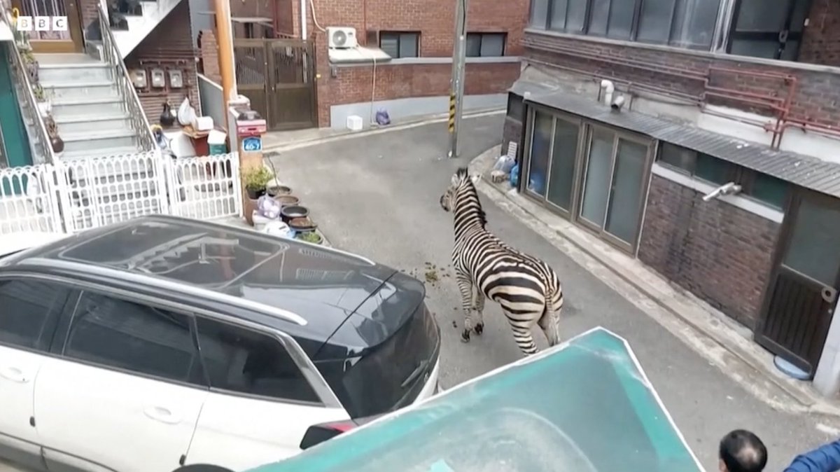 Güney Kore'nin başkenti Seoul'de hayvanat bahçesinden kaçan zebra, 3 saat sonra yakalanabildi