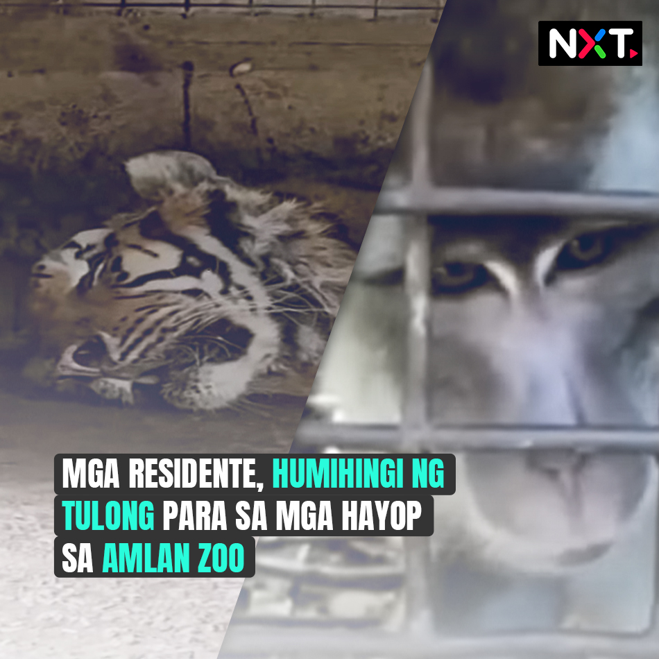 Humihingi na ng tulong ang ilang concerned citizen para sa mga alagang hayop sa Amlan Zoo sa Negros Oriental. Ilan buwan na rin daw kasing sarado ang zoo at problemado na ang mga caretaker sa pagpapakain sa mga alaga nilang hayop. #NXT BASAHIN: