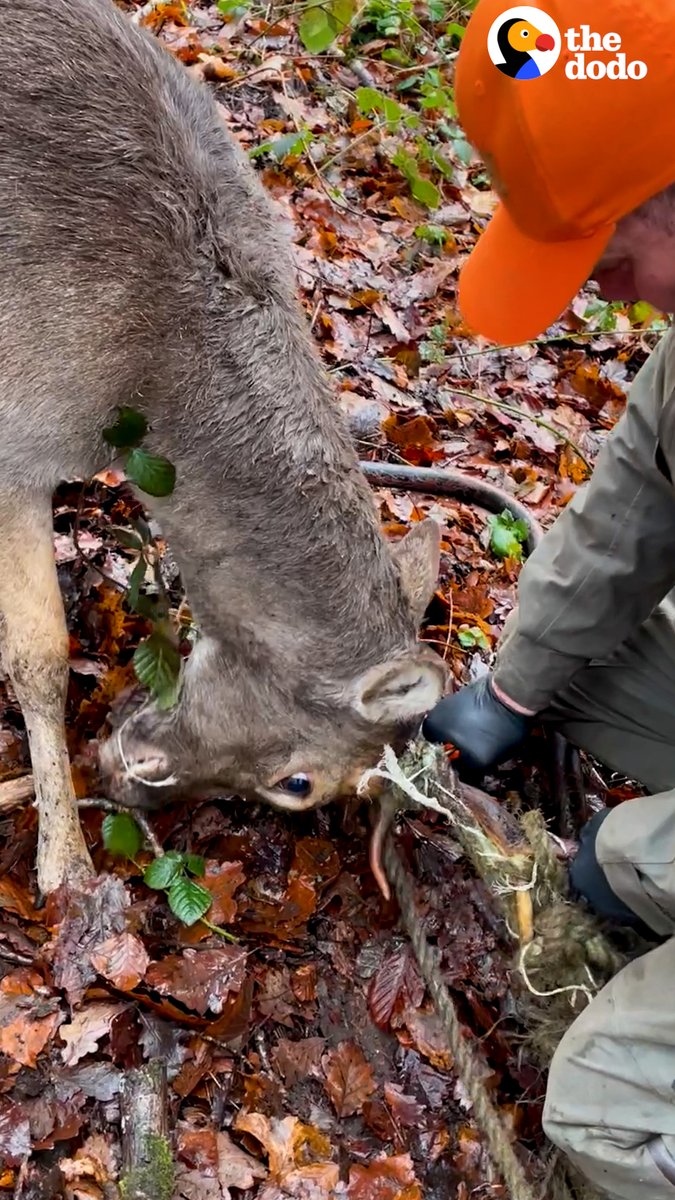 Dad finds a deer with his antlers all tangled up in fence and rushes to cut him free 🙏