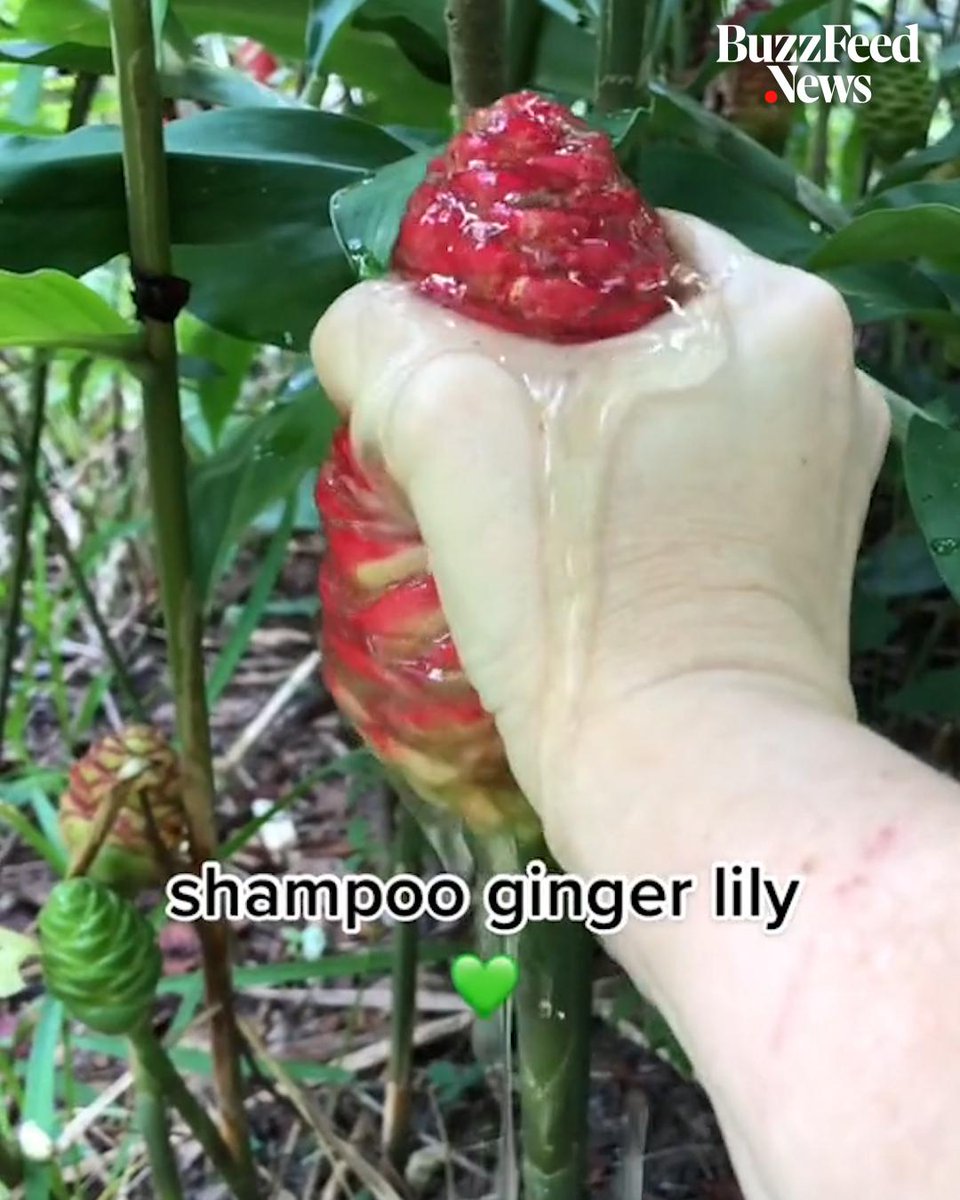 Shampoo Plant