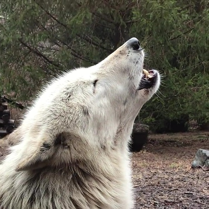 Anyone who says only sunshine brings happiness has never howled in the rain. 🐺
