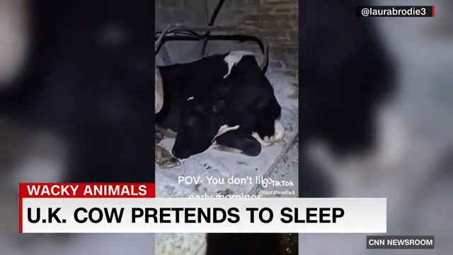 Hate to get up in the morning? So does Doris, a dairy cow in England.