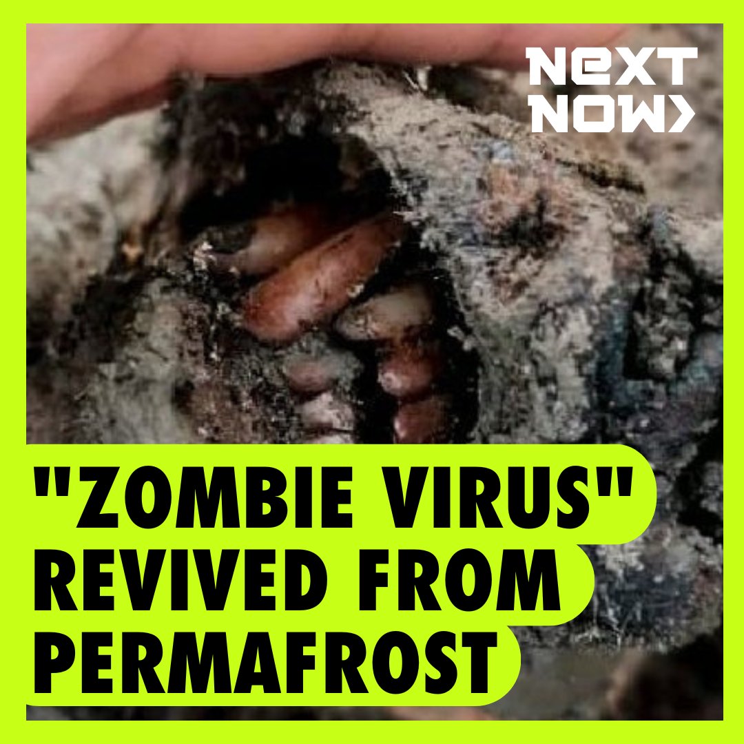 "Zombie virus" ang posibleng maging bagong banta sa tao, ayon sa siyentipiko. Na-revive ang virus mula sa natutunaw na permafrost o layer ng yelo sa lupa, kung saan nakakulong ito ng 48,500 taon—at napatunayang kaya pa nitong mang-infect ng amoebae! Panoorin sa video. #NextNow