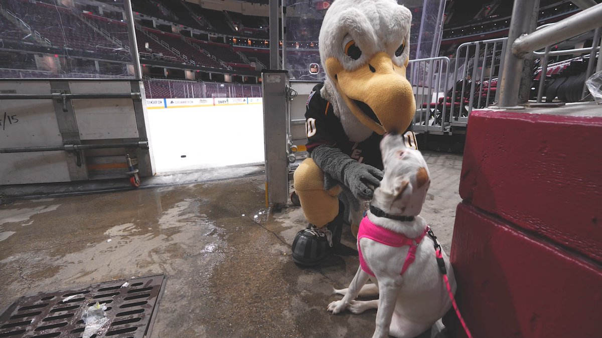 We've got 1️⃣ week until Pucks &amp; Paw so get your tickets set now at Here's a special PUPlic Service Announcement with Sully and our friends at NE Ohio Regional Sewer District 🐾