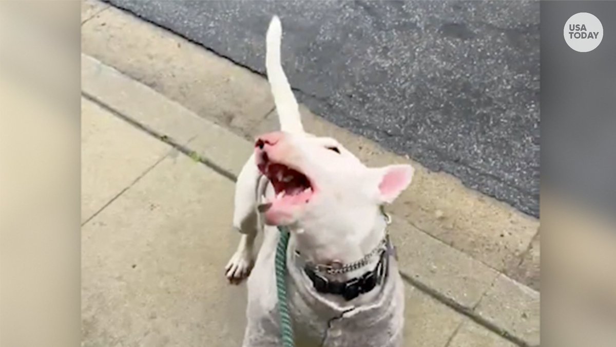 This playful pup makes rain look delicious!