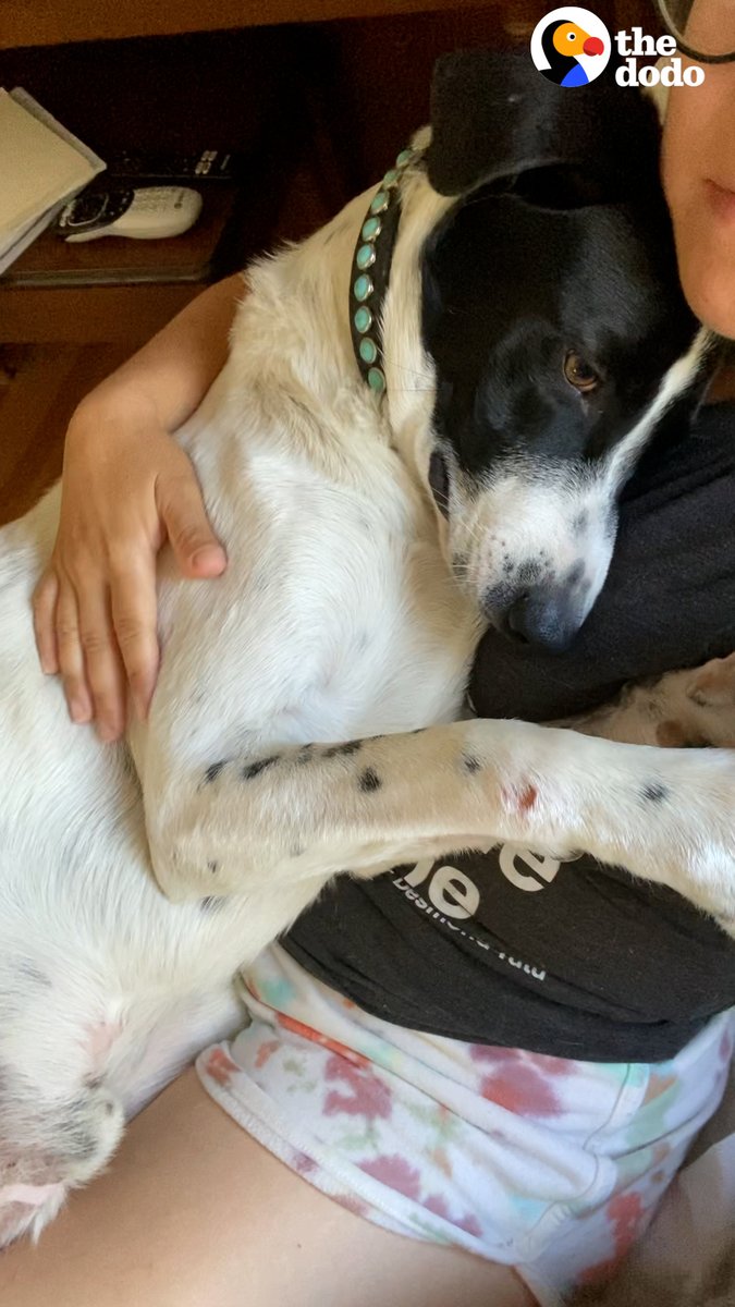 Sensitive dog was missing his sister, so his mom drove him hours to a shelter to see if there was another match ❤️