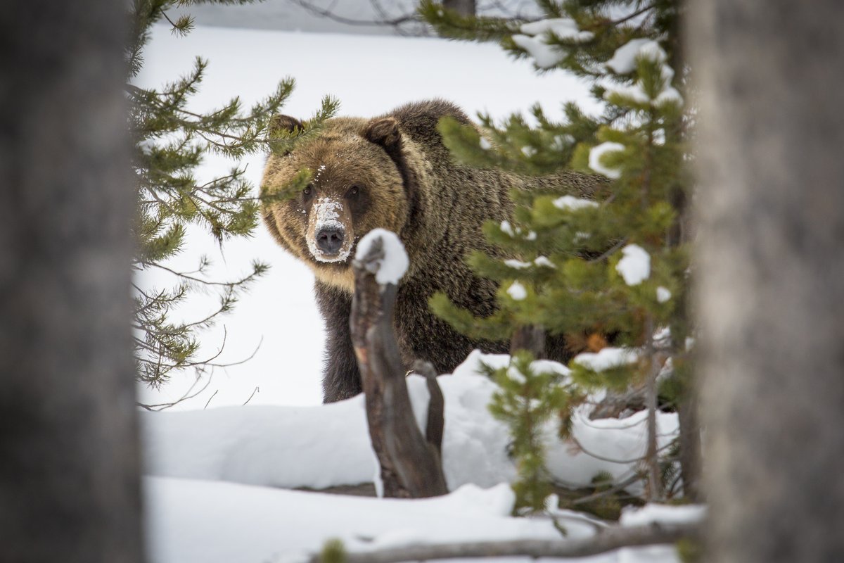 With the first observed grizzly 🐻 out of hibernation in the park earlier this month, keep the following bear safety tips in mind for your upcoming visit: