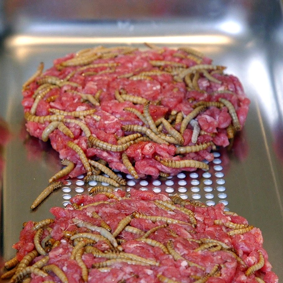 The push for the eating insects is nothing but a compliance test. It’s a way to degrade and humiliate us and they’re simply trying to see how far they can go. So resist much, obey little, eat your steak and support your farmers.