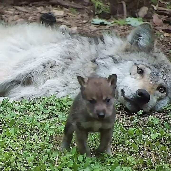 Wolves are kind. Wolves are loving. Wolves are nurturing. Be like a wolf 🐺