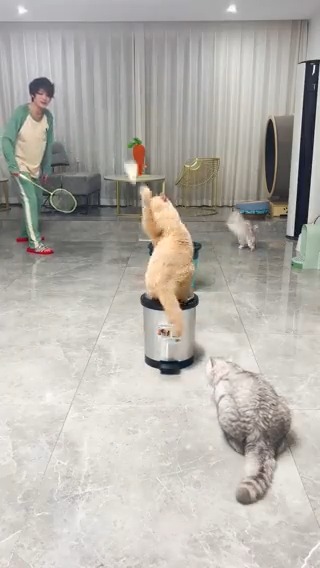 🥲: Why meow again #meowed #TheMeowedClub From 乔巴日记