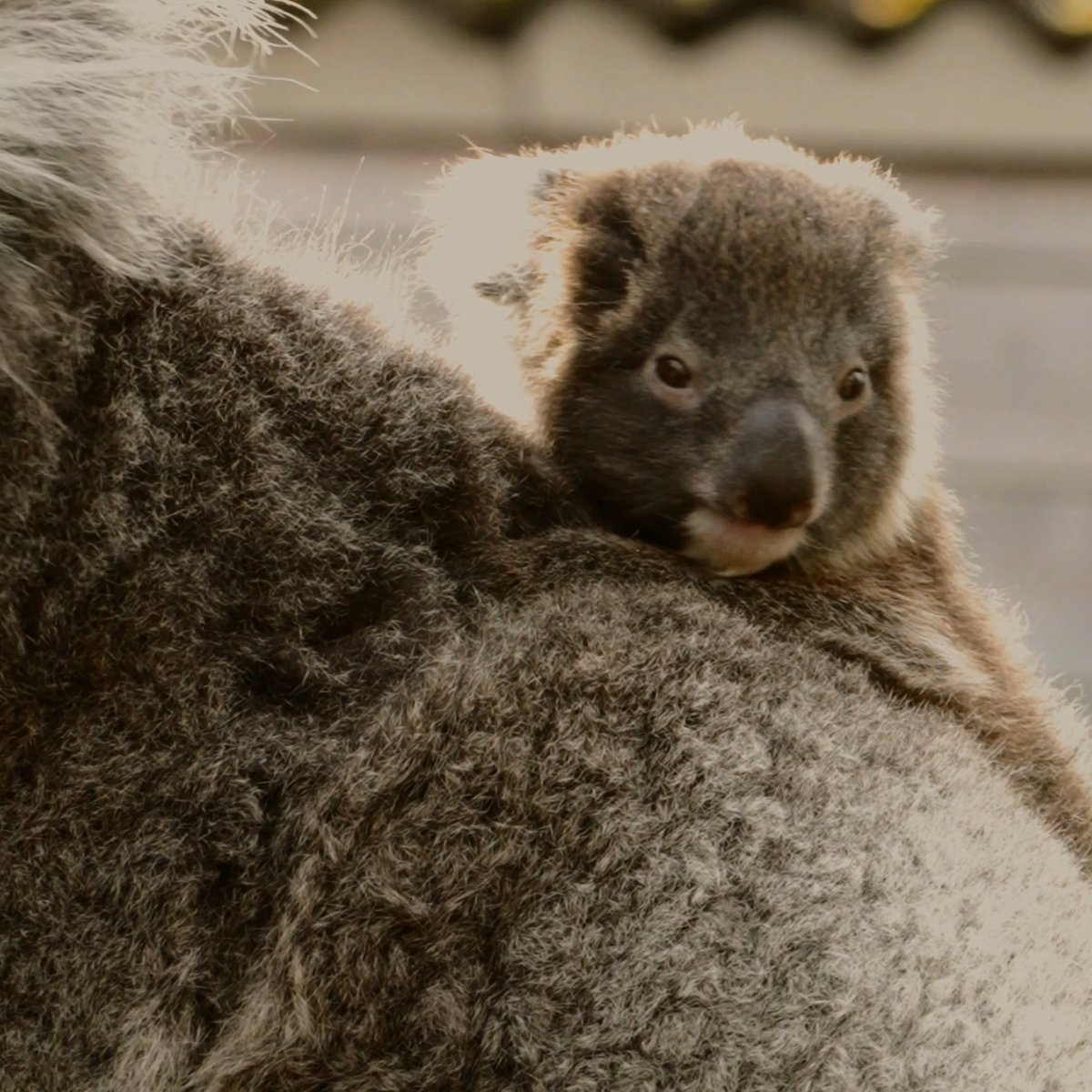 Help us name our adorable little koala joey! 🐨 Our keepers have come up with a list of names for him, but they need your help to decide the best one. Reply to this tweet and type: '1' for Max '2' for Murray '3' for Monty '4' for Marty