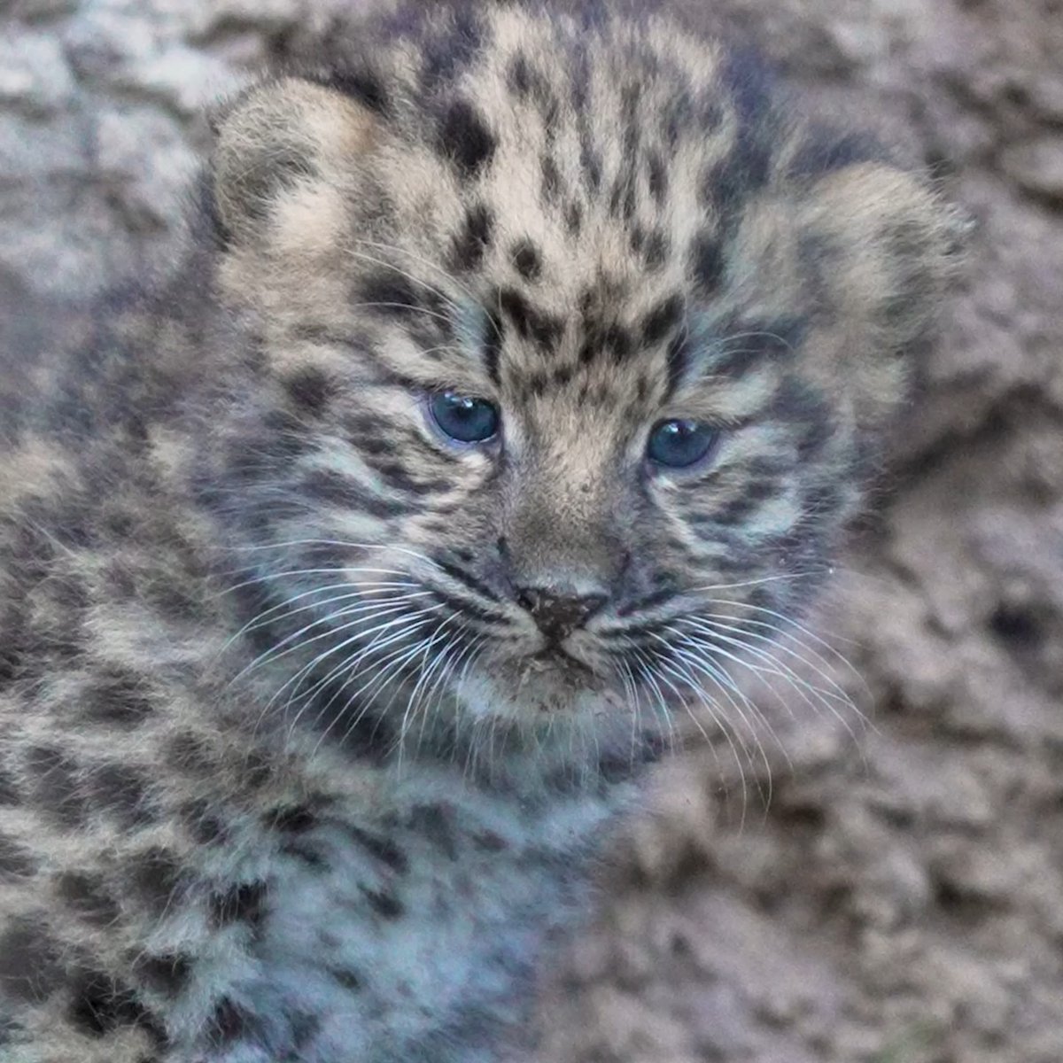 We're excited to announce that Amur leopard Satka recently gave birth to a rare set of twins. Amur leopards are the most endangered big cat species in the world and this marks the third time twin Amur leopard cubs have been born at the Zoo.