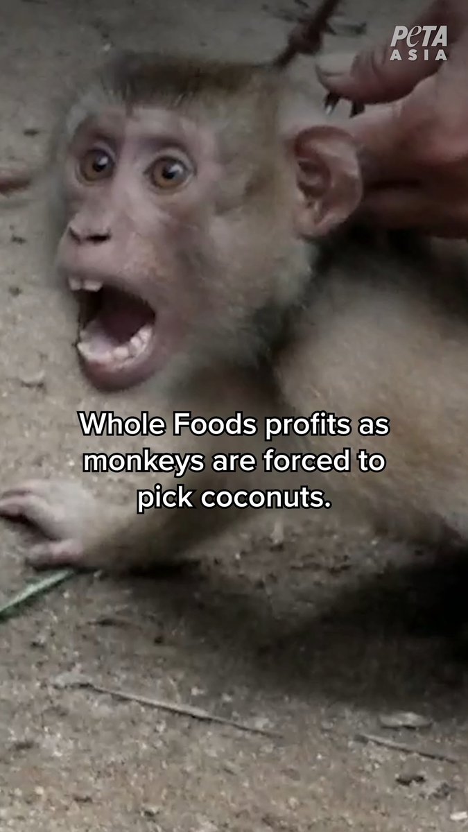 Why doesn’t Whole Foods Market care about selling coconut milk that is a product of forced monkey labor?