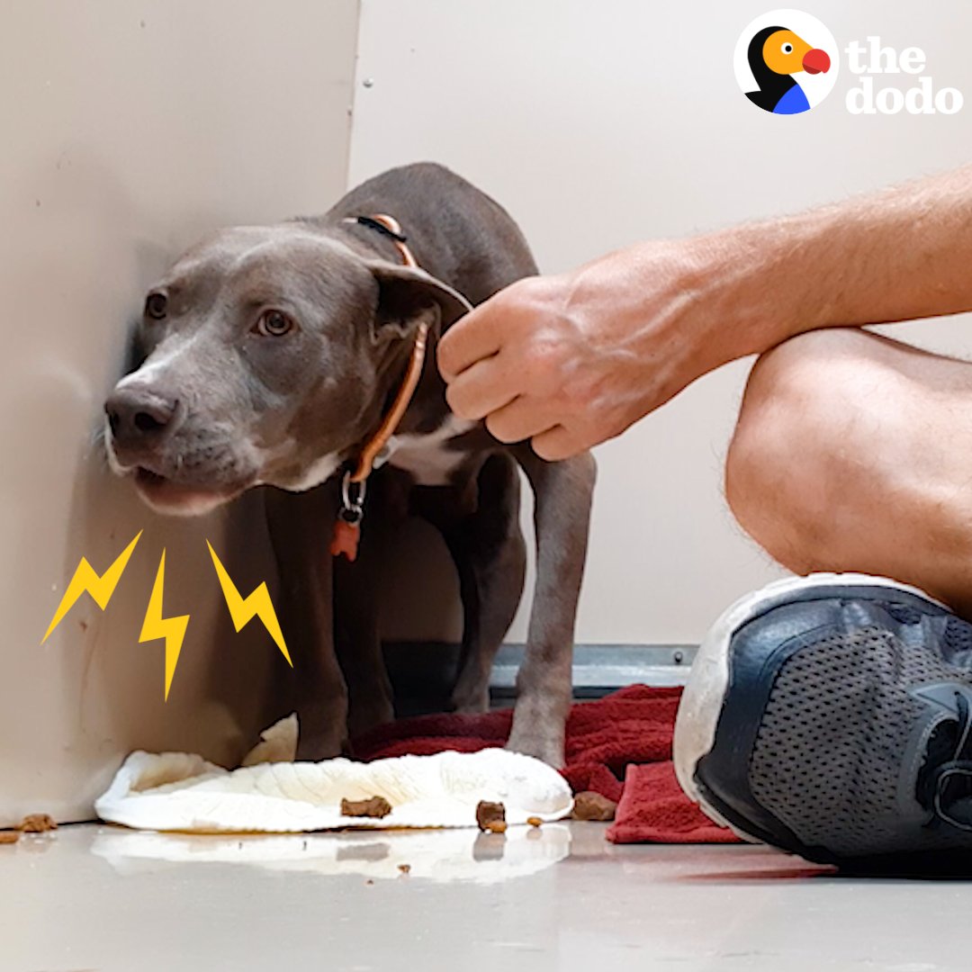 Guy sits in growling pit bull's kennel for days waiting to earn her trust — and it's SO worth it when she finally plays for the first time 😍