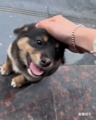 rub me pawlease
