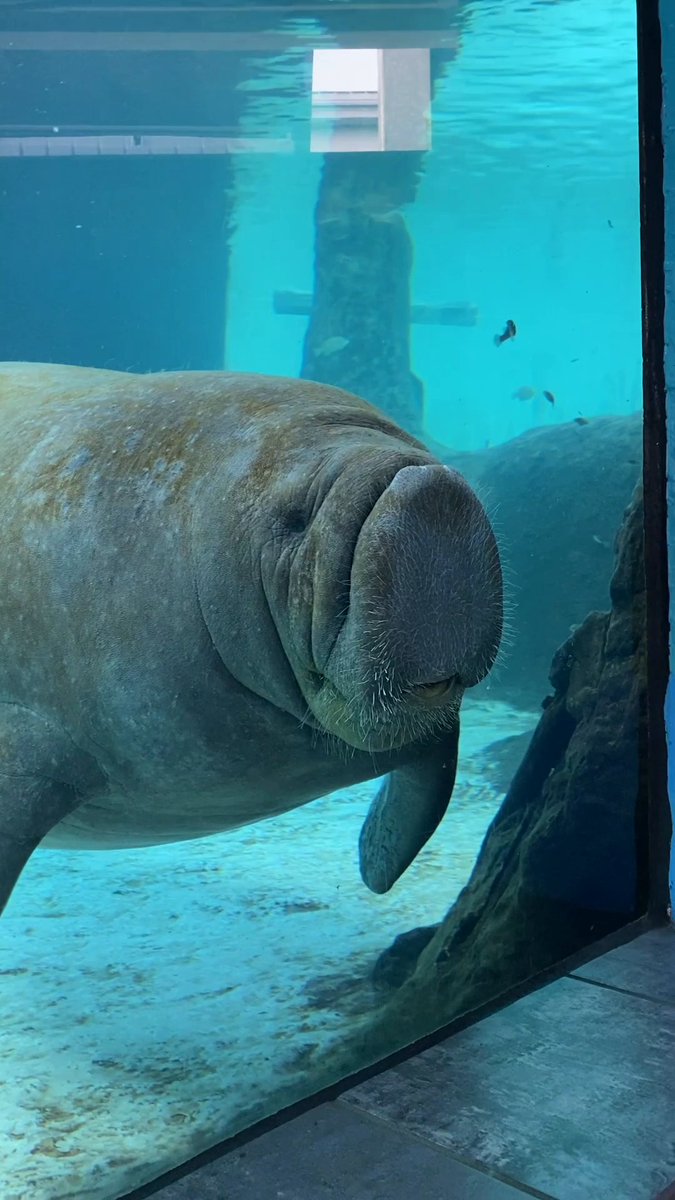 Happy #ManateeAppreciationDay! Buffett is one of only two trained manatees in the world participating in special research at Mote Marine Laboratory in Sarasota, Florida to help scientists better understand how to protect manatees. Video by Gena Steffens