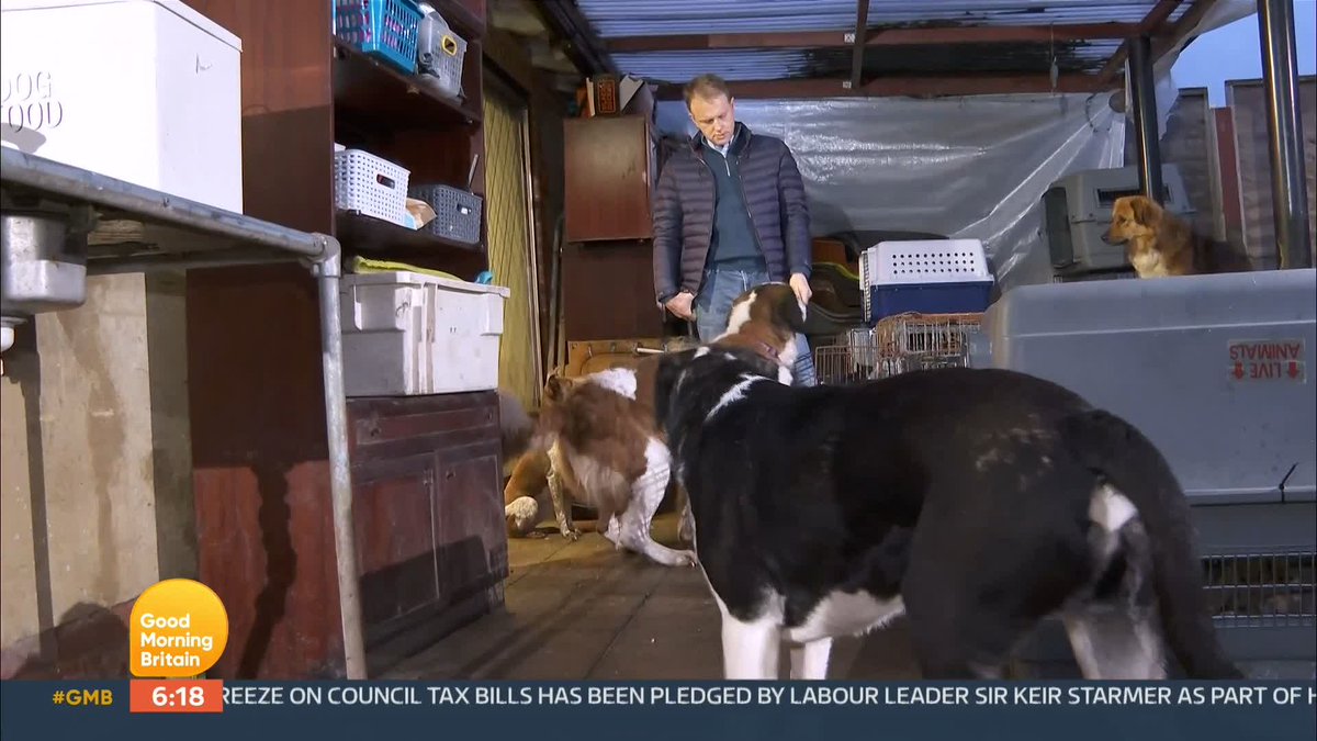 More than 2,000 dogs were reported stolen in the UK last year with just a quarter of those ever found, that's according to new research warning dog owners to be vigilant of thieves. Nick Dixon reports from a dog rescue centre in Surrey.