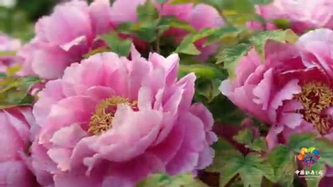 📣 Don't miss out on the stunning sight of Heze's #peonies 🌺 in full bloom this April, with the Caozhou Peony Garden leading the way as the largest peony garden in the world 🔝. It boasts an impressive collection of 1,237 varieties and 800,000 trees across 250 acres of land. 🥳