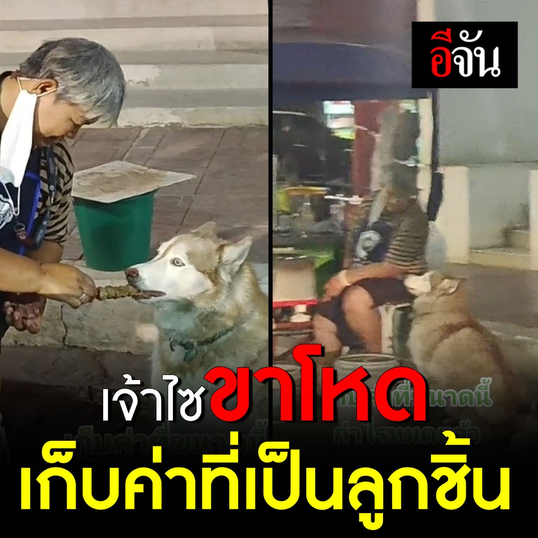 เจ้าไซบีเรียขาโหด เดินมาเก็บค่าที่ ร้านลูกชิ้น แต่ไม่รับเป็นเงิน ขอเป็นลูกชิ้นสองไม้นะครับป้า #ไซบีเรีย #ค่าที่ อ่านข่าว คลิก :