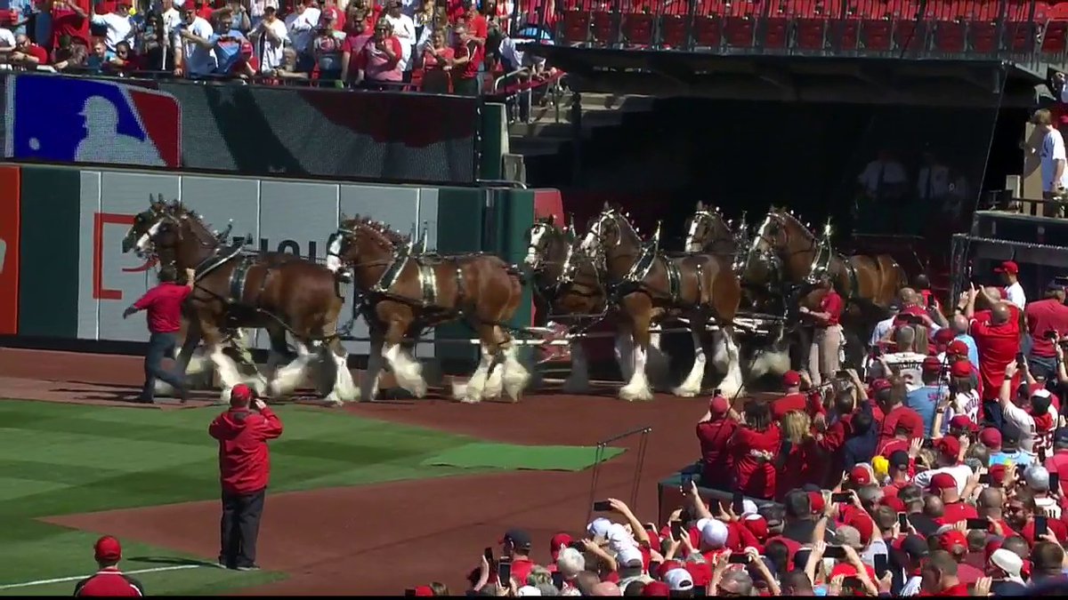 It’s one of the greatest traditions in all of baseball. The majestic Budweiser Clydesdales take the field on #OpeningDay at Busch Stadium. 🐴 #STLCards