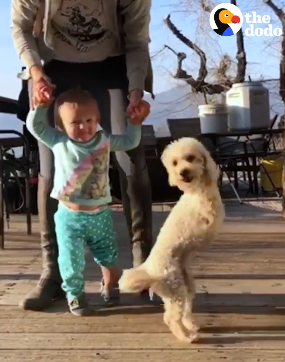 Guy rescues a poodle who lost her front legs — and years later she teaches his daughter how to walk 💕