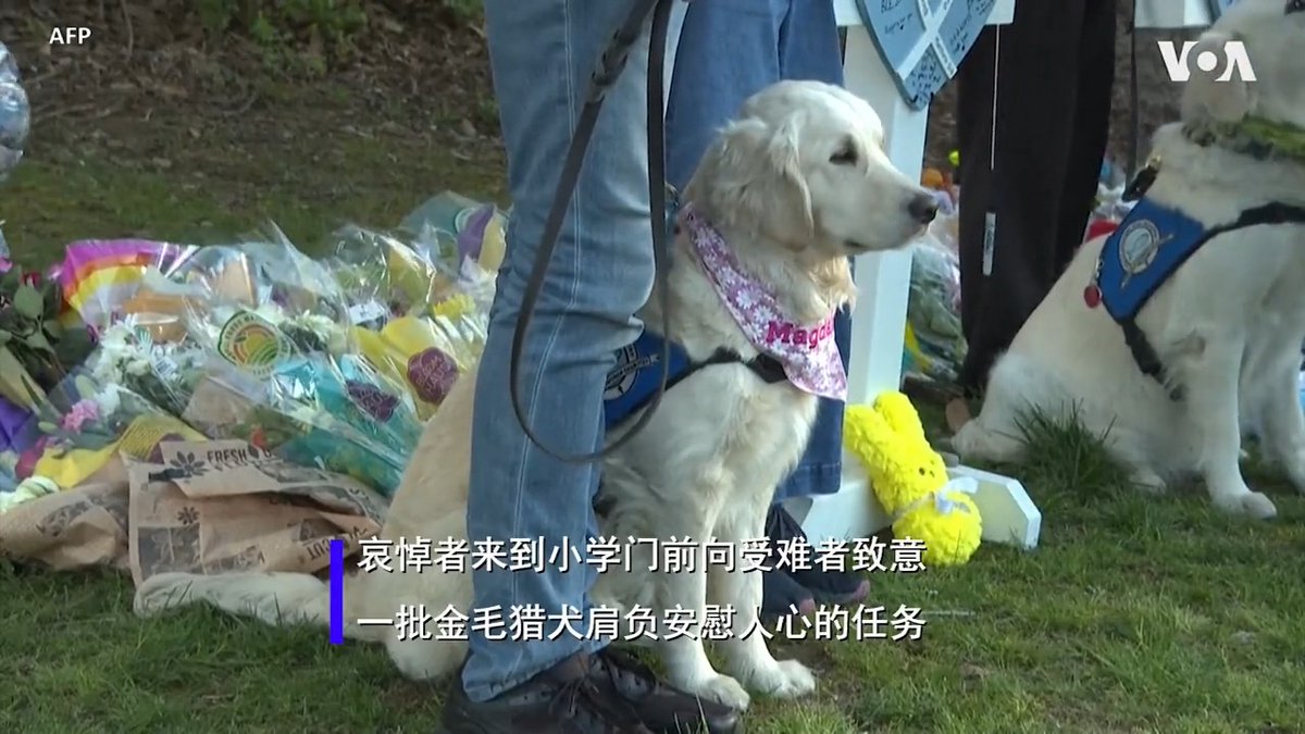 悲伤哀悼的时刻,金毛猎犬的出现可以带来慰藉。纳什维尔小学枪击案造成六人死亡的惨剧后,人们来到事发地向受难者致敬,一批金毛猎犬到现场抚慰人心。这些大狗接受过数千小时训练,沉稳柔顺,忠实友善,金毛与人们互动,传递平静舒缓。路德教会所属慈善机构的成员带着狗从不同州前来。