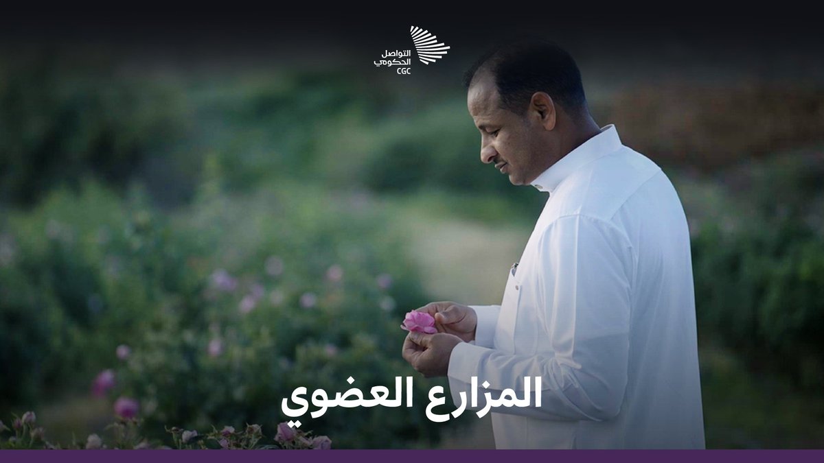 رائحة الفرح في بيوت سكان #المدينة_المنورة؛ الورد المديني الذي يحكي لنا تفاصيل زراعته عايد الأحمدي. #أهلة