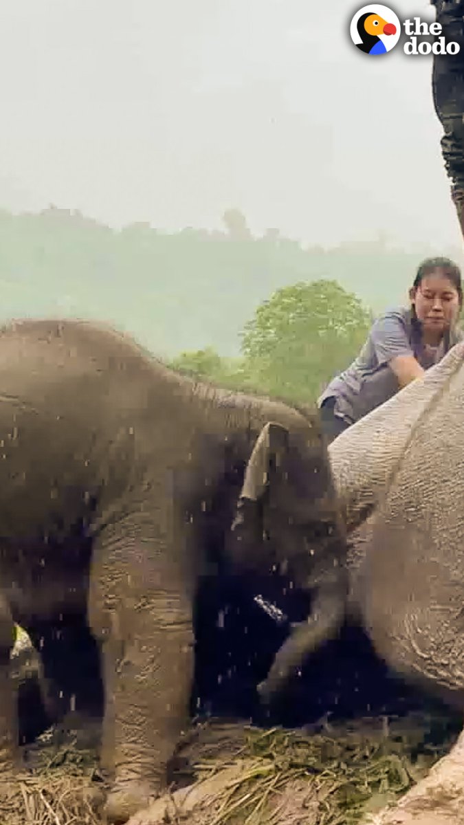 Baby elephant cries for his mom while people give her CPR — watch what happens when she wakes up 😭💕
