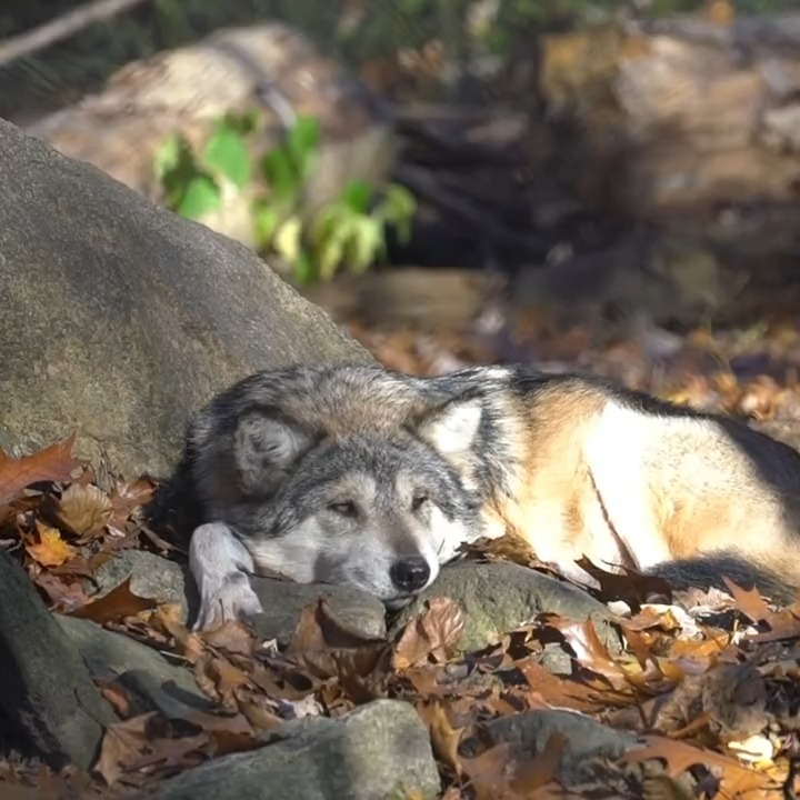 Your moment of calm 🐺