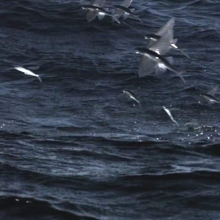 The sailin flying fish (Parexocoetus brachypterus) has the ability to jump out of the water and glide on hypertrophied fins in order to evade predators. They can glide for up to 200 m (650 feet) [read more: [📹 Science Channel]